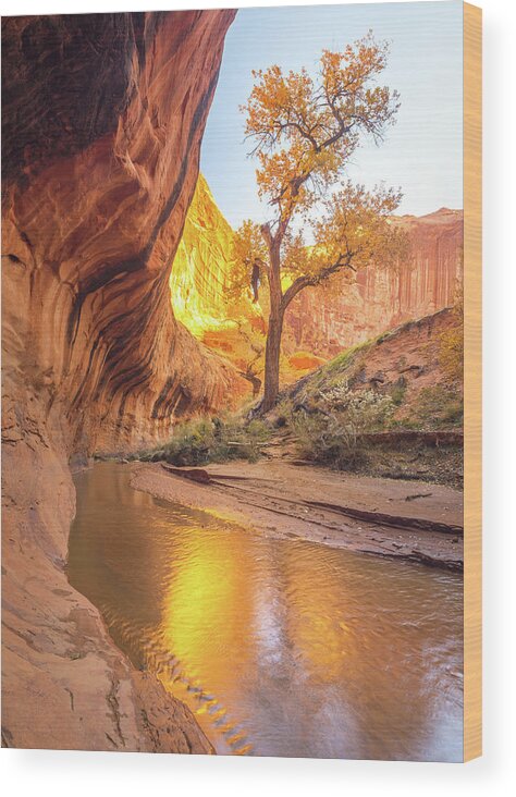 Utah Wood Print featuring the photograph Coyote Cottonwood by Wasatch Light