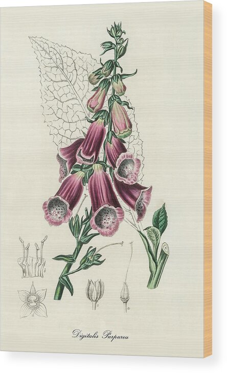Digitalis Purpurea Wood Print featuring the digital art Digitalis Purpurea - Foxglove - Medical Botany - Vintage Botanical Illustration - Plants and Herbs by Studio Grafiikka