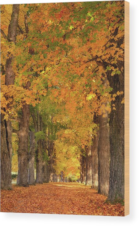#autumn#fall#trees#maine#goldenlight#fineartprints Wood Print featuring the photograph Driveway of Gold by Darylann Leonard Photography