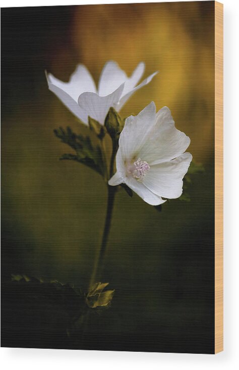 Flowers Wood Print featuring the photograph Duo by RicharD Murphy