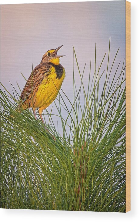 Bird Wood Print featuring the photograph Eastern Meadowlark by Steve DaPonte
