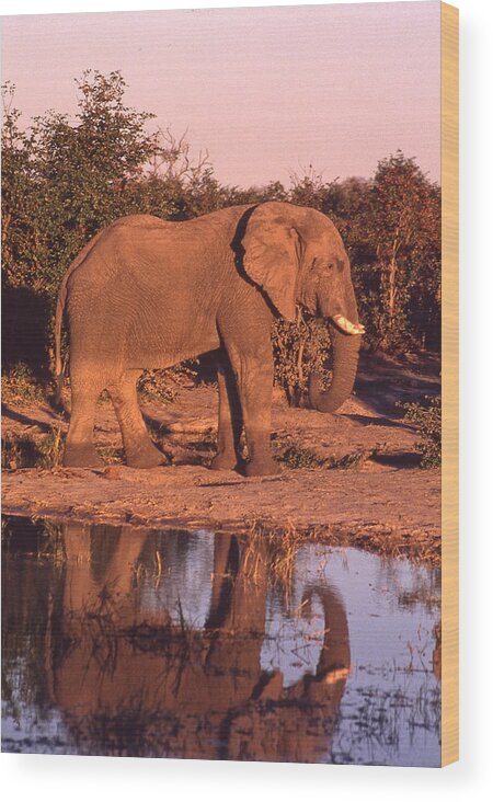 Africa Wood Print featuring the photograph Elephant Reflection by Russel Considine