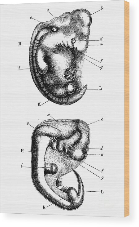 1871 Wood Print featuring the drawing Embryo Comparison, 1871 by Ecker and Bischoff