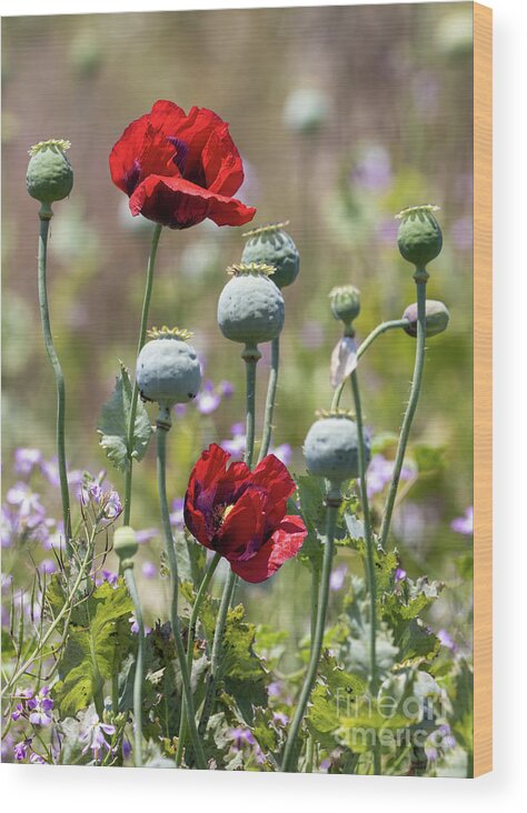 Poppy Wood Print featuring the photograph European Poppies by Vivian Krug Cotton