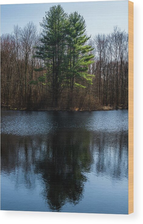 Woodland Wood Print featuring the photograph Evergreen by Rich Kovach