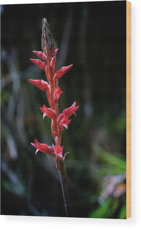 Fakahatchee Beaked Orchid Wood Print featuring the photograph Fakahatchee Beaked Orchid by Rudy Wilms