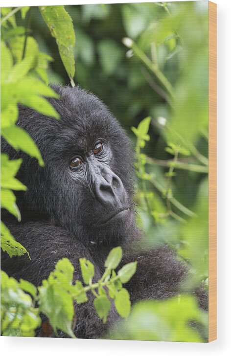 Gorilla Wood Print featuring the photograph Home by Cameron Anderson Raffan
