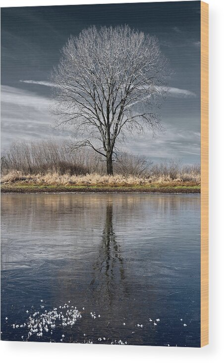 Frost Wood Print featuring the photograph Frozen pond and frosted tree with reflection at Harveys Marsh in Wisconsin by Peter Herman
