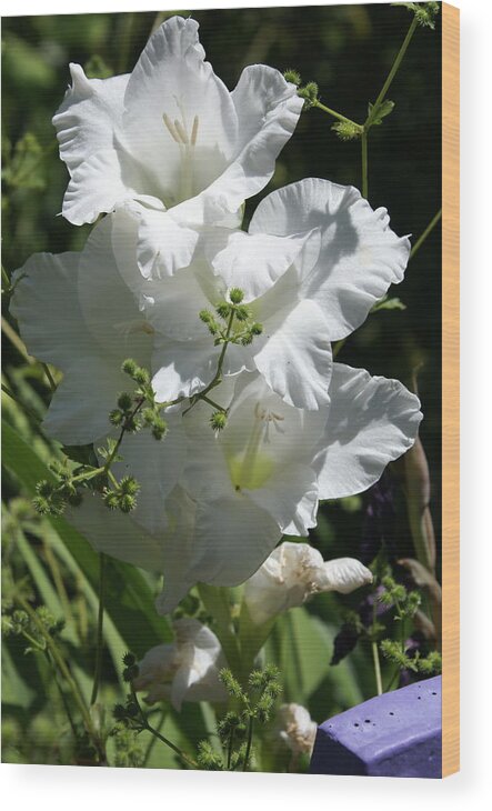  Wood Print featuring the photograph Gladiolus by Heather E Harman