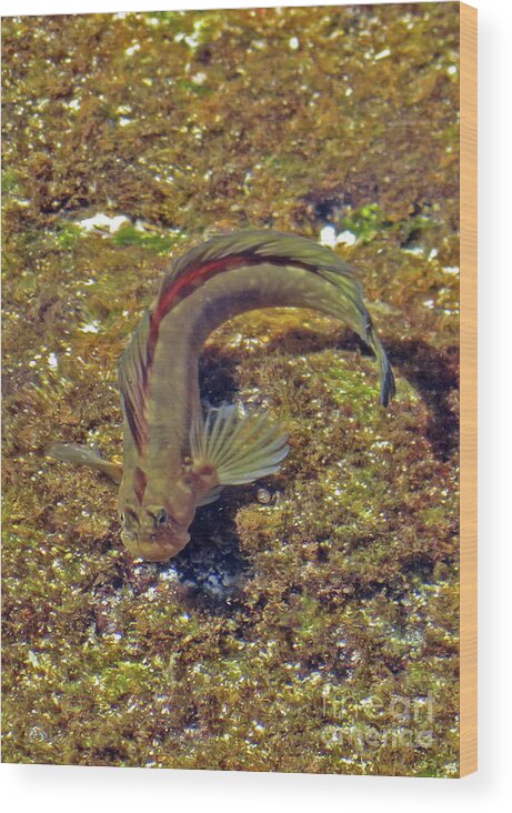 Gobies Wood Print featuring the photograph Goby by Cindy Murphy