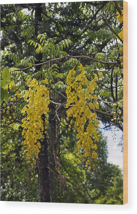 Tropical Tree Wood Print featuring the photograph Golden shower tree by Wagner Campelo