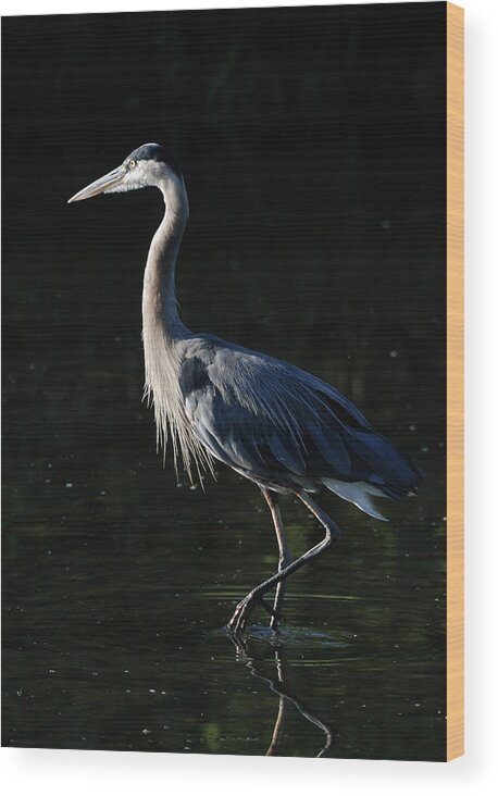 Bird Wood Print featuring the photograph Great Blue by Ben Foster