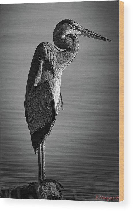  Swan Wood Print featuring the photograph Great Blue Heron In Contemplation by Rene Vasquez