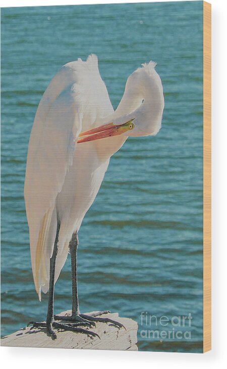 Egret Wood Print featuring the photograph Great White Egret preening in sunshine. by Joanne Carey