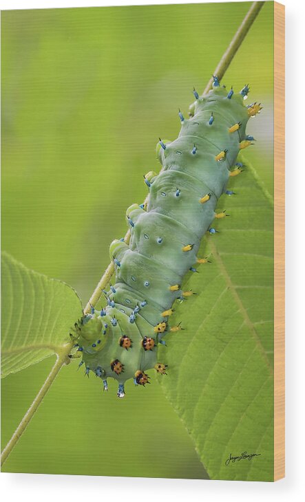Cecropia Moth Wood Print featuring the photograph Green Eating Machine by Jurgen Lorenzen