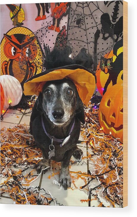 Halloween Wood Print featuring the photograph Happy HelloWeenie by Richard Dennis