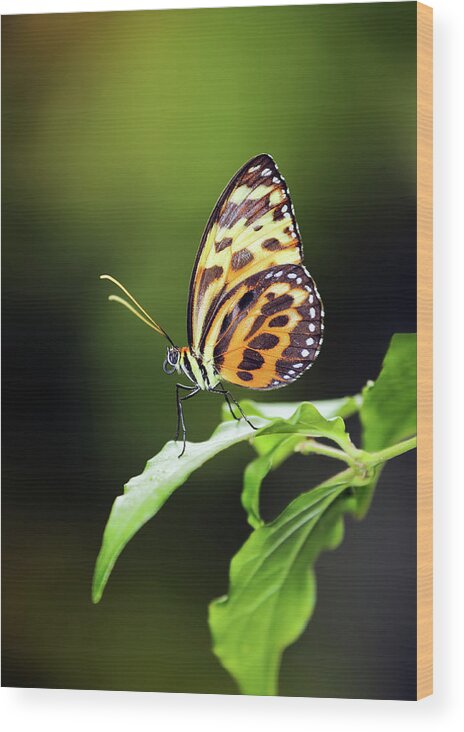Butterfly Wood Print featuring the photograph Harmonia Tiger Wing by Grant Glendinning