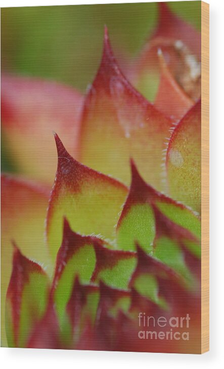 Hens And Chicks Wood Print featuring the photograph Hens And Chicks #10 by Stephanie Gambini