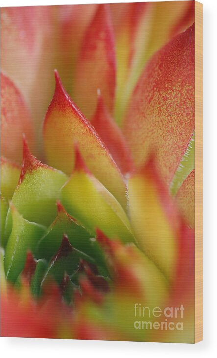 Hens And Chicks Wood Print featuring the photograph Hens And Chicks #2 by Stephanie Gambini