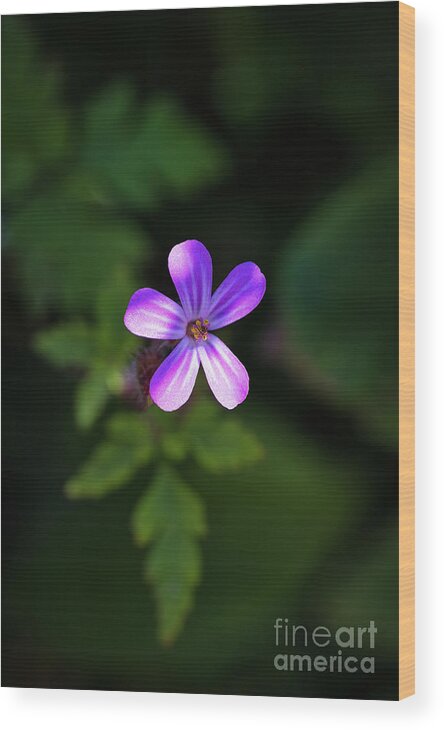 Geranium Robertianum Wood Print featuring the photograph Herb Robert Flower by Adrian Evans