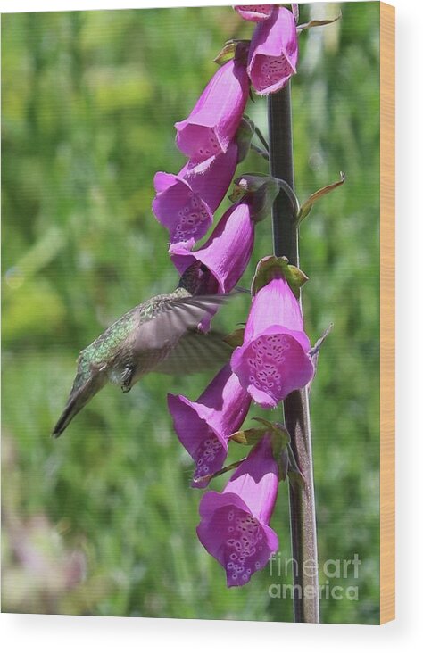 Hummingbird Inside Flower Wood Print featuring the photograph Hummingbird Digging In by Carol Groenen