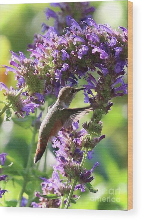 Hummingbird Mint Wood Print featuring the photograph Hummingbird Fancy by Carol Groenen