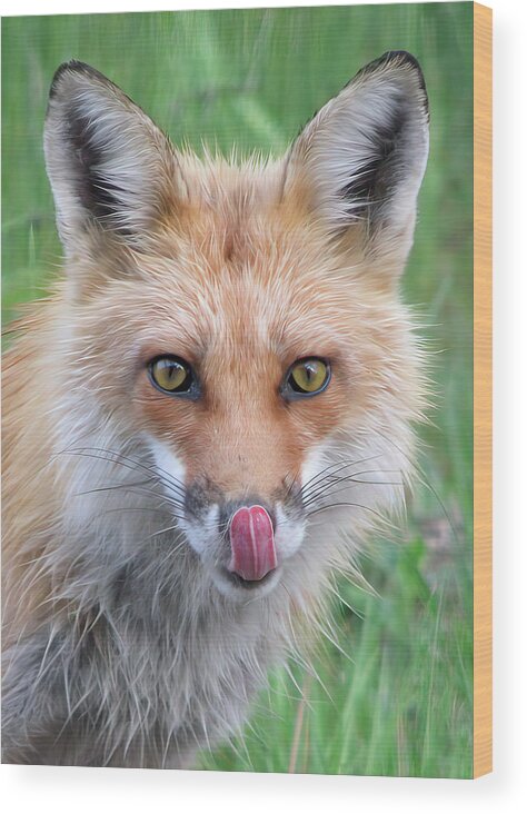 Hungry Wood Print featuring the photograph Hungry Fox by White Mountain Images