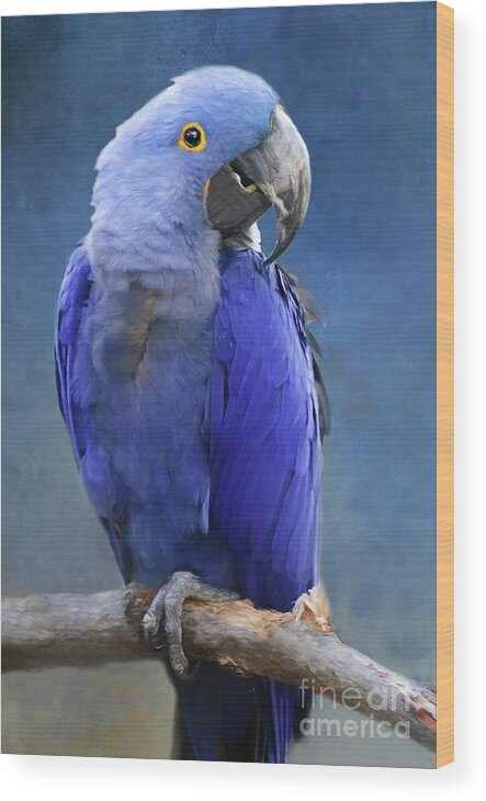 Parrot Wood Print featuring the photograph I'm Blue by Ed Taylor