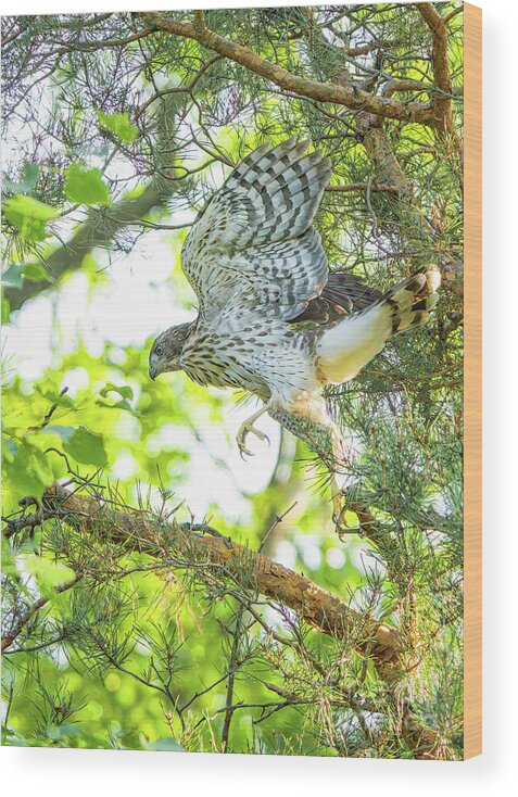 Cooper's Hawk Wood Print featuring the photograph Learning to Fly by Charline Xia