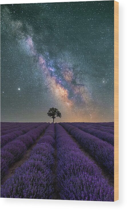 Lavender Wood Print featuring the photograph Lonely Tree in a Lavender Field under the Milky Way by Alexios Ntounas