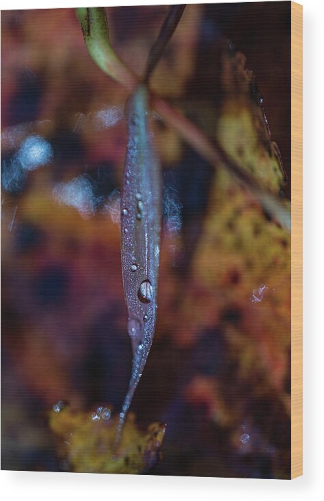 Fall Wood Print featuring the photograph Macro Photography - Autumn Water Drops by Amelia Pearn