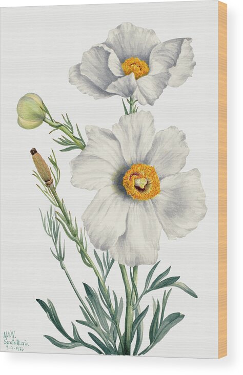 Poppy Wood Print featuring the painting Matilija Poppy by Mary Vaux Walcott by World Art Collective