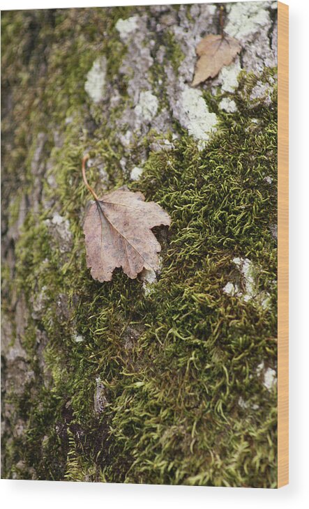  Wood Print featuring the photograph Moss Leaf by Heather E Harman