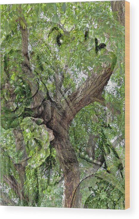 Mother Nature Wood Print featuring the photograph Mother Nature in Green by Marilyn MacCrakin