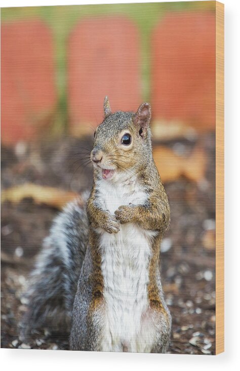 Squirrel Wood Print featuring the photograph Mr. Personality by Bill and Linda Tiepelman