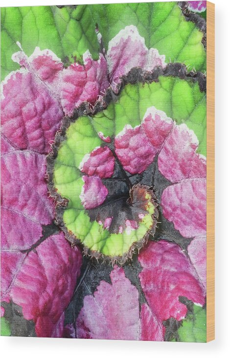 Begonia Wood Print featuring the photograph Nautilus Leaf Begonia by Gary Slawsky