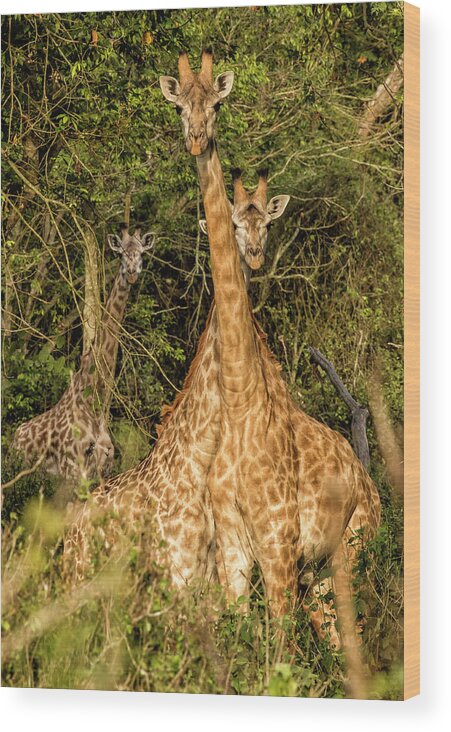Lake Victoria Wood Print featuring the photograph Neck and Neck by Phil Marty