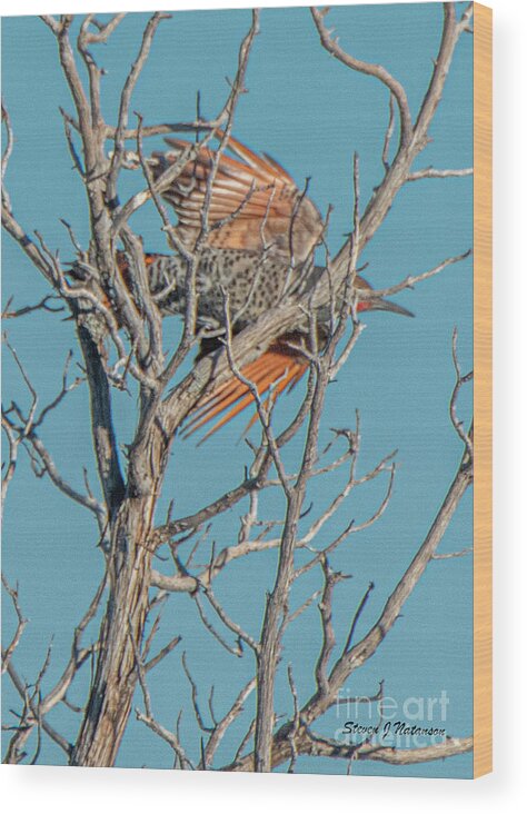 Natanson Wood Print featuring the photograph Northern Flicker Flyby by Steven Natanson