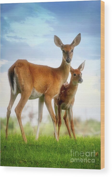 Deer Wood Print featuring the photograph Oh, Deer, Let's Pose... by Shelia Hunt