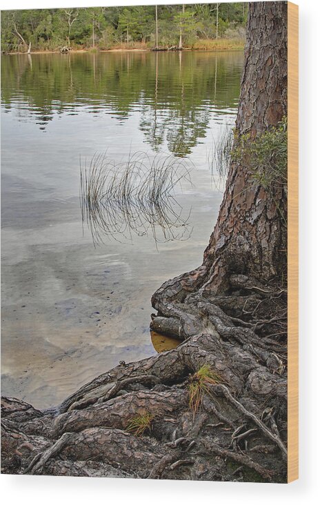 Bayou Wood Print featuring the photograph On the Bayou by M Kathleen Warren