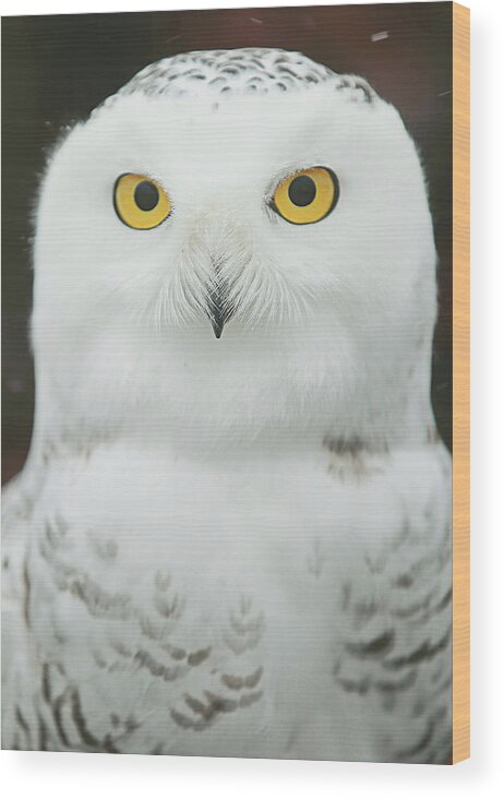 Owl Be Watching You Wood Print featuring the photograph Owl Be Watching You by Carrie Ann Grippo-Pike