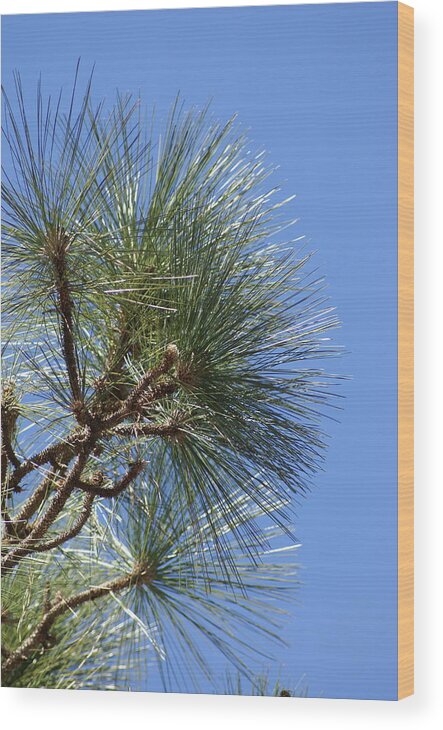  Wood Print featuring the photograph Pine Right by Heather E Harman