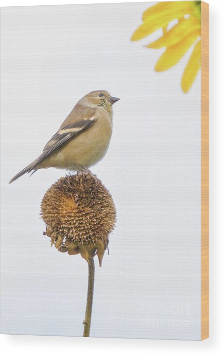 Warbler Wood Print featuring the photograph Pine Warbler Or Goldfinch by Charline Xia