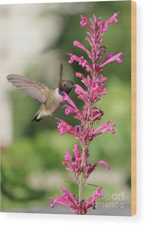 Hummingbird Wood Print featuring the photograph Pink Agastache Hummingbird by Carol Groenen