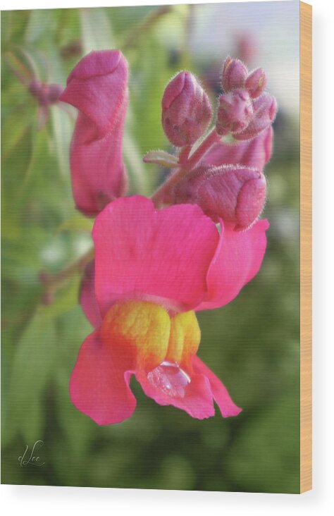Pink Wood Print featuring the photograph Pink Snapdragon by D Lee