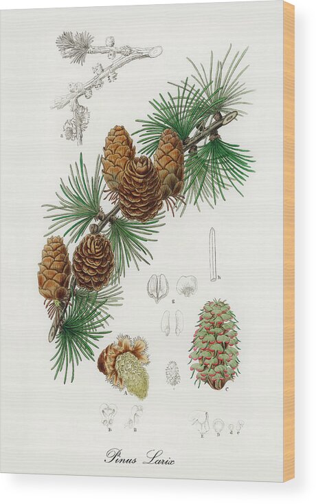Pinus Larix Wood Print featuring the digital art Pinus Larix - Larch - Medical Botany - Vintage Botanical Illustration - Medicinal Plants and Herbs by Studio Grafiikka