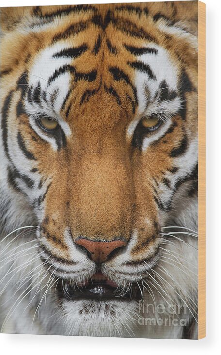 Tiger Wood Print featuring the photograph Predator by Darya Zelentsova