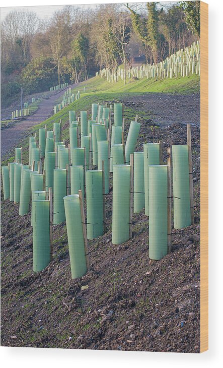 Tubes Wood Print featuring the photograph Protecting the new trees by Average Images