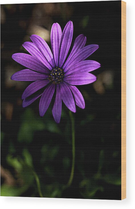 Purple Daisy Wood Print featuring the photograph Purple daisy #3 by Al Fio Bonina