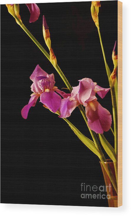 Botanical Wood Print featuring the photograph Purple Iris by Nancy Bradley